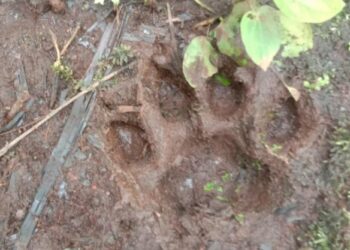 Jejak harimau Sumatra yang ditemukan di kebun warga di Kecamatan Sibolangit, Kabupaten Deli Serdang, Sumut. (Foto: BBKSDA Sumut)