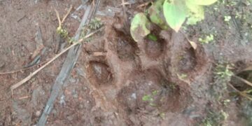 Jejak harimau Sumatra yang ditemukan di kebun warga di Kecamatan Sibolangit, Kabupaten Deli Serdang, Sumut. (Foto: BBKSDA Sumut)