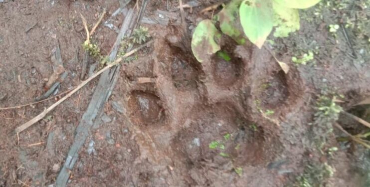 Jejak harimau Sumatra yang ditemukan di kebun warga di Kecamatan Sibolangit, Kabupaten Deli Serdang, Sumut. (Foto: BBKSDA Sumut)