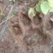 Jejak Harimau Sumatra Muncul di Kebun Warga Sibolangit Jejak harimau Sumatra yang ditemukan di kebun warga di Kecamatan Sibolangit, Kabupaten Deli Serdang, Sumut. (Foto: BBKSDA Sumut)