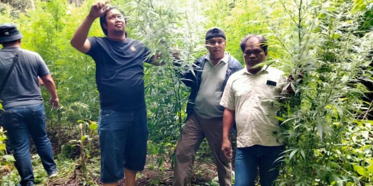 Ladang Ganja Seluas 400 Meter Persegi Ditemukan di Hutan Gunung Sibuatan img 20251024 wa0022