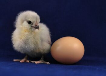 Ilustrasi telur ayam. (Foto: Daniel Tuttle via Unsplash)