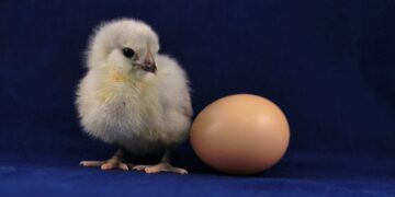 Ilustrasi telur ayam. (Foto: Daniel Tuttle via Unsplash)