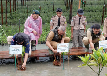 Pencapaian Hijau Sumut: 8.307 Hektare Mangrove Ditanam Sejak 2018 untuk Perangi Perubahan Iklim Tanam mangrove