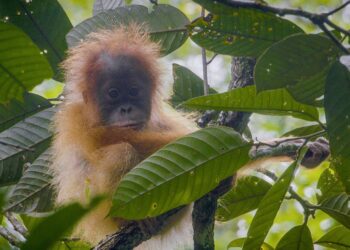 Keterangan foto: Orang Utan Tapanuli (Pongo Tapanuliensis). (Foto: YEL-SOCP)