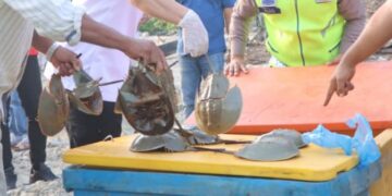 Keterangan foto: Ratusan belangkas yang diselamatkan dari perdagangan ilegal di Kabupaten Batu Bara, Sumatra Utara. (Sumber foto: Polres Batu Bara)