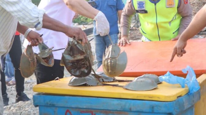 Keterangan foto: Ratusan belangkas yang diselamatkan dari perdagangan ilegal di Kabupaten Batu Bara, Sumatra Utara. (Sumber foto: Polres Batu Bara)