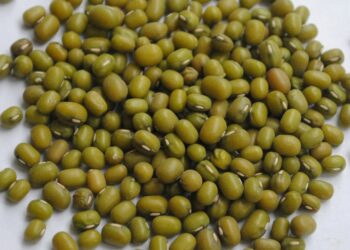 Keterangan foto: Ilustrasi kacang hijau. (Sumber: David Gabrielyan via Unsplash)