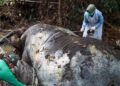 Keterangan foto: Gajah Sumatra yang ditemukan mati di kawasan lindung Blok Ukui, Desa Lubuk Kembang Bunga, Kecamatan Ukui, Kabupaten Pelalawan, Riau. (Sumber: BBKSDA Riau)