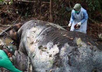 Keterangan foto: Gajah Sumatra yang ditemukan mati di kawasan lindung Blok Ukui, Desa Lubuk Kembang Bunga, Kecamatan Ukui, Kabupaten Pelalawan, Riau. (Sumber: BBKSDA Riau)