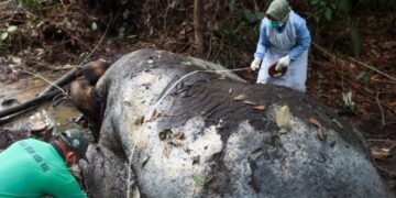 Keterangan foto: Gajah Sumatra yang ditemukan mati di kawasan lindung Blok Ukui, Desa Lubuk Kembang Bunga, Kecamatan Ukui, Kabupaten Pelalawan, Riau. (Sumber: BBKSDA Riau)