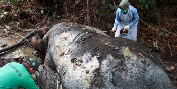 Keterangan foto: Gajah Sumatra yang ditemukan mati di kawasan lindung Blok Ukui, Desa Lubuk Kembang Bunga, Kecamatan Ukui, Kabupaten Pelalawan, Riau. (Sumber: BBKSDA Riau)