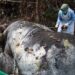 Keterangan foto: Gajah Sumatra yang ditemukan mati di kawasan lindung Blok Ukui, Desa Lubuk Kembang Bunga, Kecamatan Ukui, Kabupaten Pelalawan, Riau. (Sumber: BBKSDA Riau)