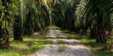 Keterangan foto: Perkebunan sawit. (Sumber: Freepik)