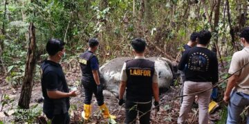 Keterangan foto: Seekor gajah Sumatra ditemukan mati di Desa Pelalawan, Kabupaten Pelalawan, Provinsi Riau, Senin 2 Februari 2026. (Sumber: BBKSDA Riau)