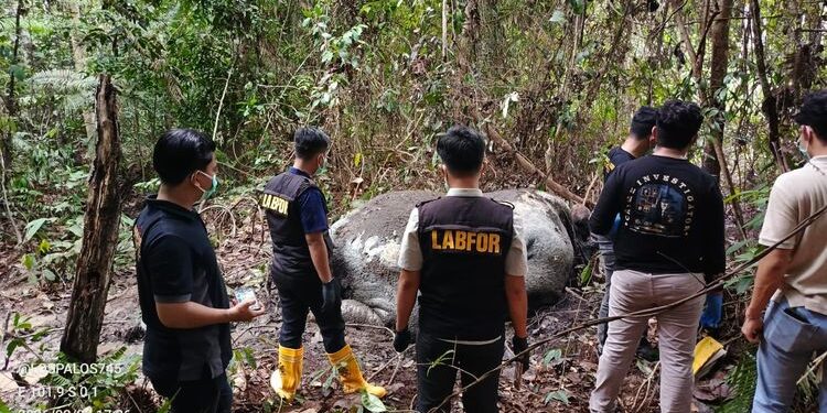 Keterangan foto: Seekor gajah Sumatra ditemukan mati di Desa Pelalawan, Kabupaten Pelalawan, Provinsi Riau, Senin 2 Februari 2026. (Sumber: BBKSDA Riau)