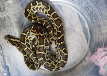 Keterangan foto: Seekor ular Sanca Bodo yang diamankan dari upaya penyelundupan di Bandra Ngurah Rai Bali. (Sumber: Gakkum Kehutanan Wilayah Jawa Bali dan Nusa Tenggara)