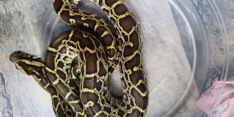 Keterangan foto: Seekor ular Sanca Bodo yang diamankan dari upaya penyelundupan di Bandra Ngurah Rai Bali. (Sumber: Gakkum Kehutanan Wilayah Jawa Bali dan Nusa Tenggara)