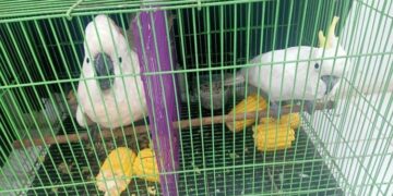 Keterangan Foto: Kakatua Jambul Kuning yang berhasil diselamatkan dari penyelundupan satwa liar dilindungi. (Sumber: Gakkum Sumatra)