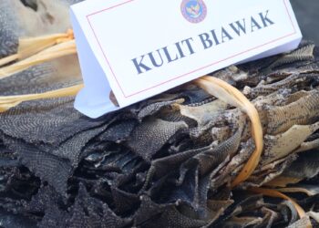 Kulit Biawak tanpa dokumen kesehatan dimusnahkan. (Foto:Narata/Dok BarantinSumut)