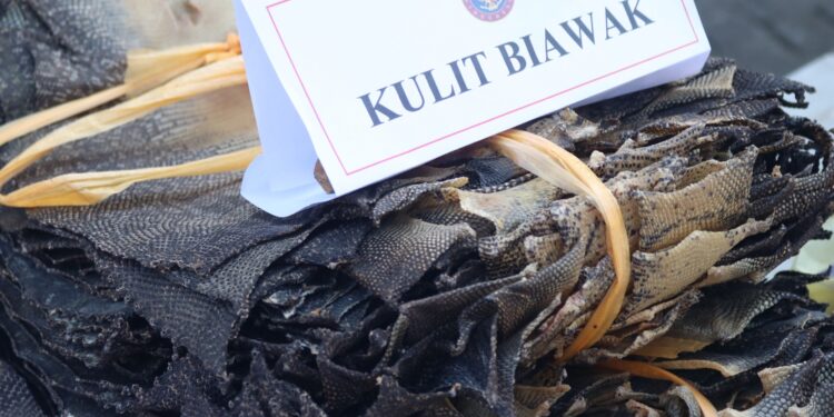 Kulit Biawak tanpa dokumen kesehatan dimusnahkan. (Foto:Narata/Dok BarantinSumut)