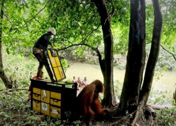 Keterangan Foto: Petugas membuka pintu kandang saat pelepasliaran orang utan Sumatra ke TNGL. (Sumber: BBKSDA Sumut)