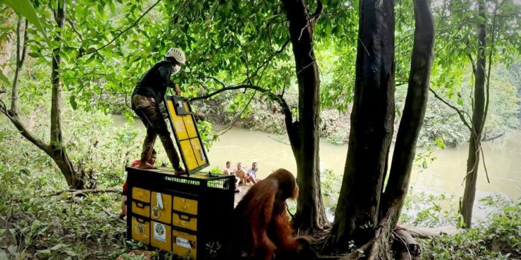 Keterangan Foto: Petugas membuka pintu kandang saat pelepasliaran orang utan Sumatra ke TNGL. (Sumber: BBKSDA Sumut)