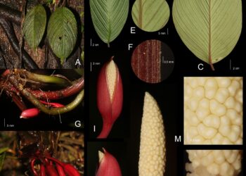 Keterangan Foto: Spesies baru flora endemik asal Sumatra Utara, Homalomena Bungamerah. (Sumber Wendy A.Mustqim/BRIN)