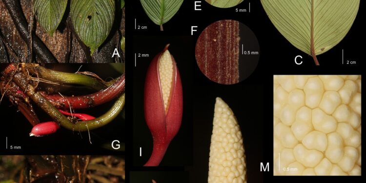 Keterangan Foto: Spesies baru flora endemik asal Sumatra Utara, Homalomena Bungamerah. (Sumber Wendy A.Mustqim/BRIN)