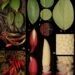 Keterangan Foto: Spesies baru flora endemik asal Sumatra Utara, Homalomena Bungamerah. (Sumber Wendy A.Mustqim/BRIN)