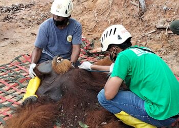 Keterangan Foto: Satu individu orang utan Sumatra yang menjalani pemeriksaan kesehatan usai dievakuasi dari perkebunan warga di Langkat, Sumut. (Sumber: BBKSDA Sumut)
