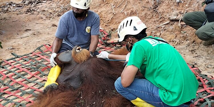Keterangan Foto: Satu individu orang utan Sumatra yang menjalani pemeriksaan kesehatan usai dievakuasi dari perkebunan warga di Langkat, Sumut. (Sumber: BBKSDA Sumut)