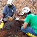 Keterangan Foto: Satu individu orang utan Sumatra yang menjalani pemeriksaan kesehatan usai dievakuasi dari perkebunan warga di Langkat, Sumut. (Sumber: BBKSDA Sumut)