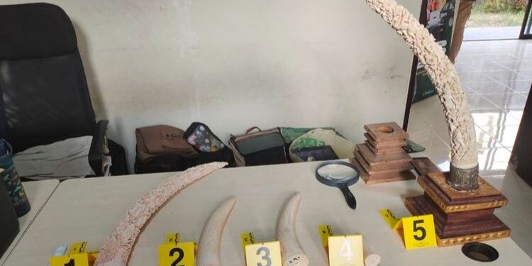 Keterangan Foto: Gading gajah yang diperdagangkan dalam bentuk kerajinan dan barang koleksi di Gianyar, Bali, berhasil disita petugas Kementerian Kehutanan. (Sumber: Kemenhut)