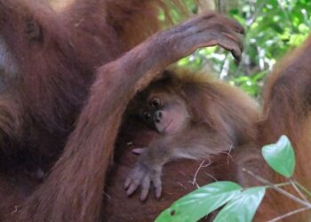 Keterangan Foto: Indukan orang utan Sumatra melahirkan bayi jantan di Kabupaten Aceh Besar, Provinsi Aceh. (Sumber: BKSDA Aceh)