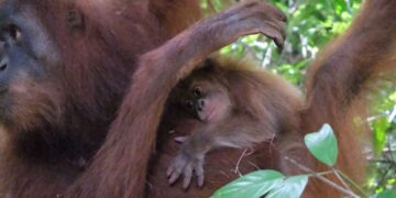 Keterangan Foto: Indukan orang utan Sumatra melahirkan bayi jantan di Kabupaten Aceh Besar, Provinsi Aceh. (Sumber: BKSDA Aceh)