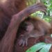 Keterangan Foto: Indukan orang utan Sumatra melahirkan bayi jantan di Kabupaten Aceh Besar, Provinsi Aceh. (Sumber: BKSDA Aceh)