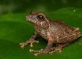 Keterangan: Spesies baru katak semak endemik Pulau Jawa yang diberi nama Philautus candrageni. (Sumber: BRIN/Alamsyah Elang Nusa Herlambang)