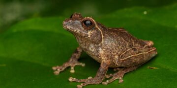 Keterangan: Spesies baru katak semak endemik Pulau Jawa yang diberi nama Philautus candrageni. (Sumber: BRIN/Alamsyah Elang Nusa Herlambang)