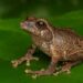 Keterangan: Spesies baru katak semak endemik Pulau Jawa yang diberi nama Philautus candrageni. (Sumber: BRIN/Alamsyah Elang Nusa Herlambang)