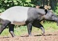 Keterangan: Tapir Asia. (Sumber: Dušan Veverkolog via Unsplash)