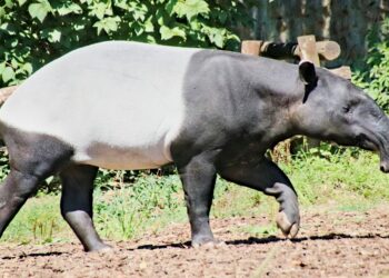 Keterangan: Tapir Asia. (Sumber: Dušan Veverkolog via Unsplash)