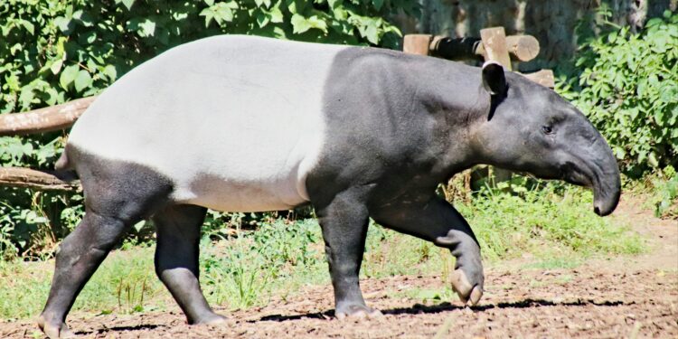 Keterangan: Tapir Asia. (Sumber: Dušan Veverkolog via Unsplash)
