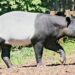 Keterangan: Tapir Asia. (Sumber: Dušan Veverkolog via Unsplash)