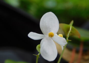 Keterangan: Spesies baru Begonia dari Sumatra Barat yang diberi nama Begonia hattae. (Foto: BRIN)