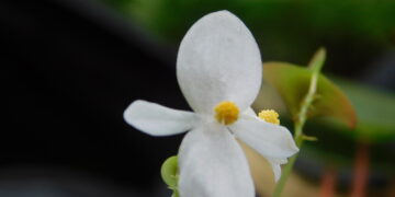 Keterangan: Spesies baru Begonia dari Sumatra Barat yang diberi nama Begonia hattae. (Foto: BRIN)