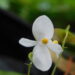 Keterangan: Spesies baru Begonia dari Sumatra Barat yang diberi nama Begonia hattae. (Foto: BRIN)