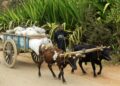 Keterangan: Petani menggunakan sapi untuk mengangkut barang. (Foto: Sitraka Mamy Tantely Andriamialijaona via Unsplash)