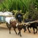 Keterangan: Petani menggunakan sapi untuk mengangkut barang. (Foto: Sitraka Mamy Tantely Andriamialijaona via Unsplash)