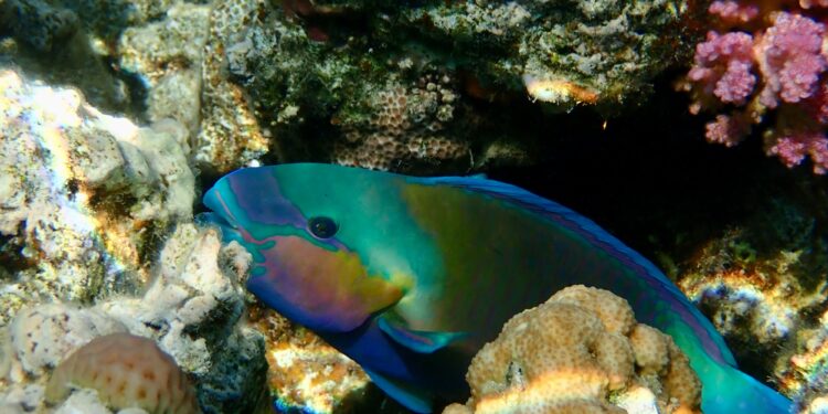 Keterangan: Ikan Kakatua. (Foto: Ralf Schlegel via Unsplash)